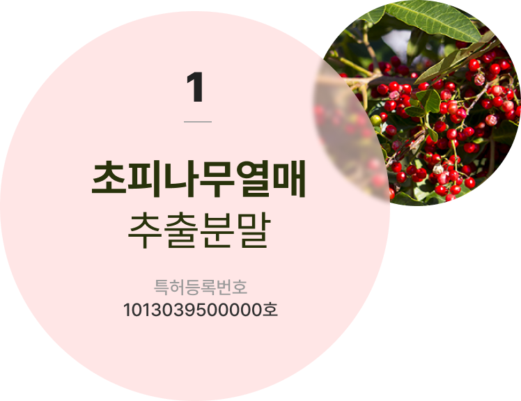 초피나무열매 추출분말 특허등록번호 1013039500000호