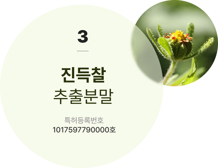 진득찰 추출분말 특허등록번호 1017597790000호